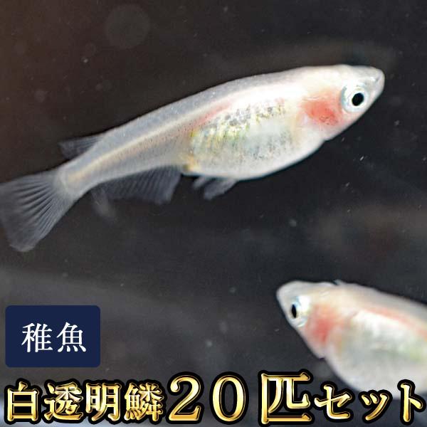 メダカ / 送料無料　白透明鱗めだか 未選別 稚魚 SS-Sサイズ 20匹セット / 紅ほっぺ　（※沖縄は別途送料必要 ）
