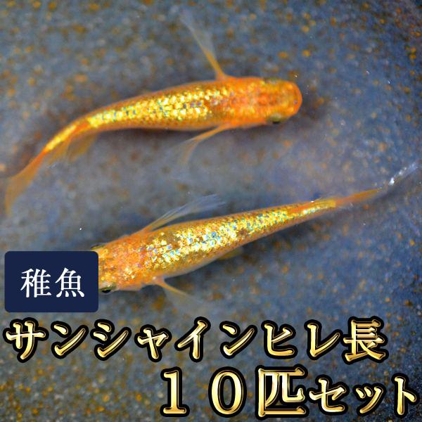 メダカ / サンシャインヒレ長めだか 未選別 稚魚 SS-Sサイズ 10匹セット
