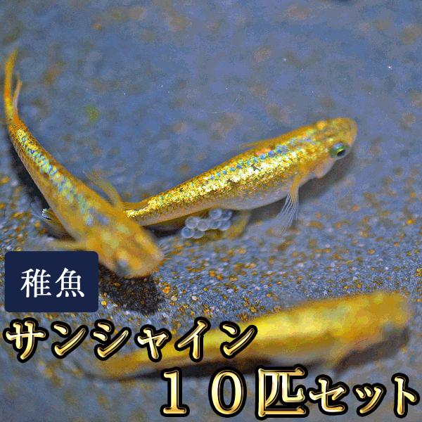 【特徴】写真は親めだかです。オレンジ〜黄金系の体色で、多色のラメが入るめだかです。小さいサイズの未選別の個体になりますので、体色やラメが出ていない個体等が含まれる場合があります。未選別の状態で梱包しますので、すべてが写真のようになるとは限り...