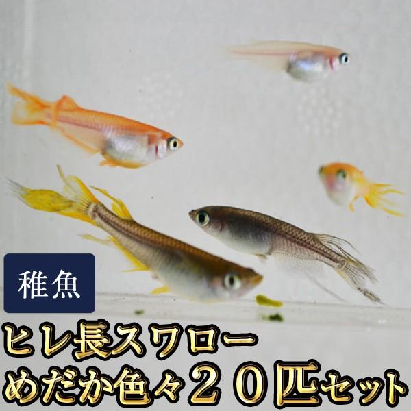 メダカ / 送料無料　ヒレ長スワローめだか色々お楽しみ 未選別 稚魚 SS-Sサイズ 20匹セット　（※沖縄は別途送料必要）
