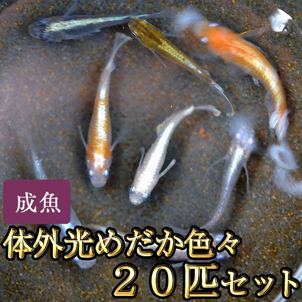 メダカ / 送料無料　体外光めだか色々お楽しみ20匹セット　（※沖縄は別途送料必要）