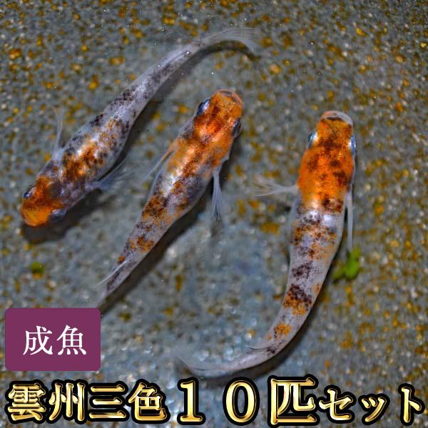 メダカ / 雲州三色めだか 10匹セット