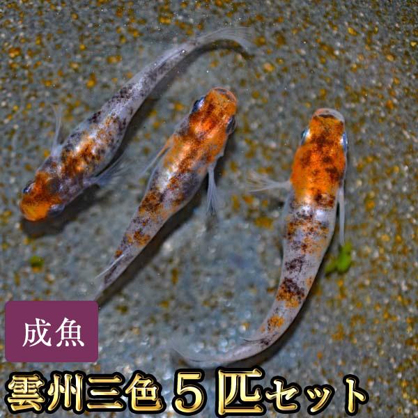 メダカ / 雲州三色めだか 5匹セット