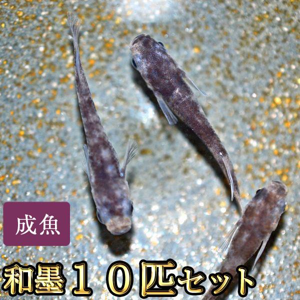 メダカ / 和墨めだか 10匹セット