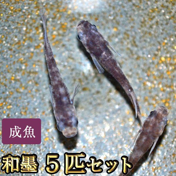 メダカ / 和墨めだか 5匹セット