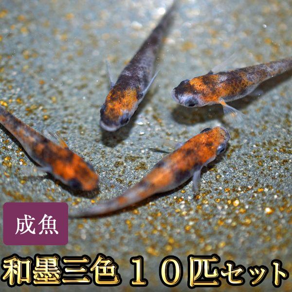 メダカ / 和墨三色めだか 10匹セット
