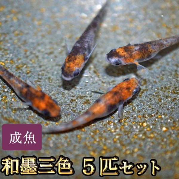 メダカ / 和墨三色めだか 5匹セット
