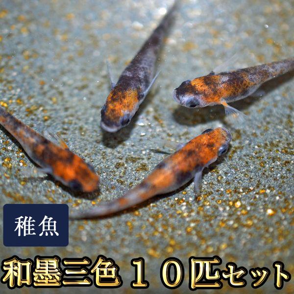 メダカ / 和墨三色めだか 未選別 稚魚 SS-Sサイズ 10匹セット