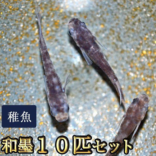 【特徴】写真は親めだかです。白い容器でも退色しにくい錦めだかです。小さいサイズの未選別の個体になりますので、体色や模様が出ていない個体等が含まれる場合があります。未選別の状態で梱包しますので、すべてが写真のようになるとは限りません。【サイズ...