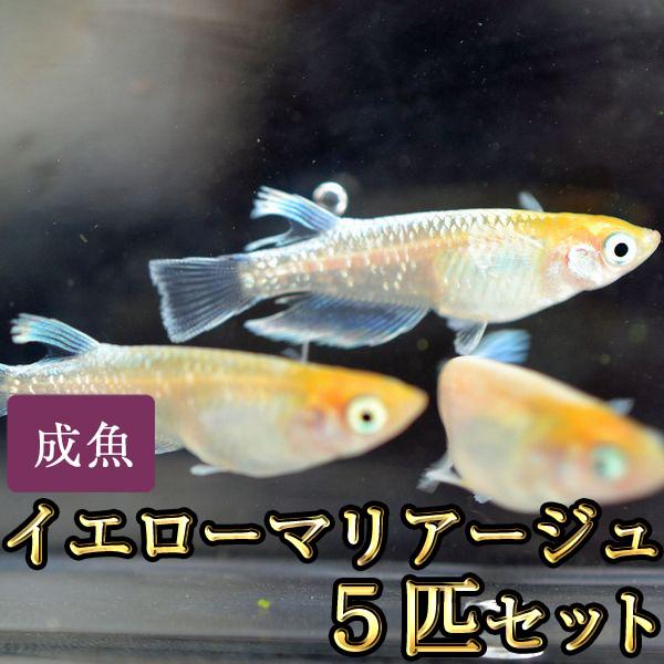 メダカ / イエローマリアージュめだか 5匹セット