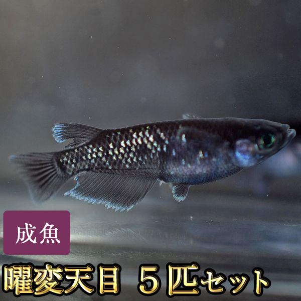 メダカ / 曜変天目めだか 5匹セット : めだか物語ヤフーショップ