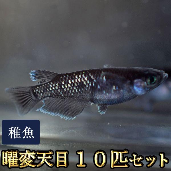 メダカ / 曜変天目めだか 未選別 稚魚 SS-Sサイズ 10匹セット : めだか