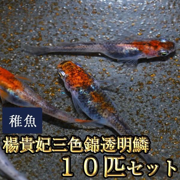安い錦 めだかの通販商品を比較 | ショッピング情報のオークファン 安い錦 めだかの通販商品を比較 | ショッピング情報のオークファン