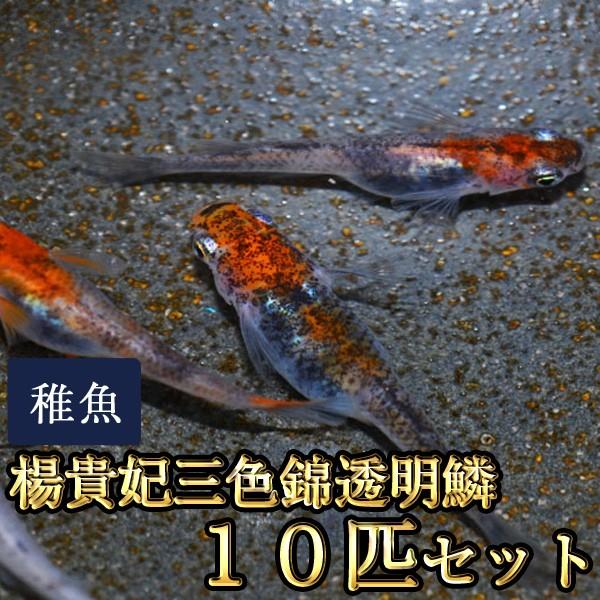 メダカ / 楊貴妃三色錦透明鱗めだか 未選別 稚魚 SS-Sサイズ 10匹セット