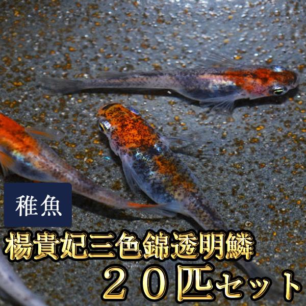 メダカ / 送料無料　楊貴妃三色錦透明鱗めだか 未選別 稚魚 SS-Sサイズ 20匹セット　（※沖縄は別途送料必要）