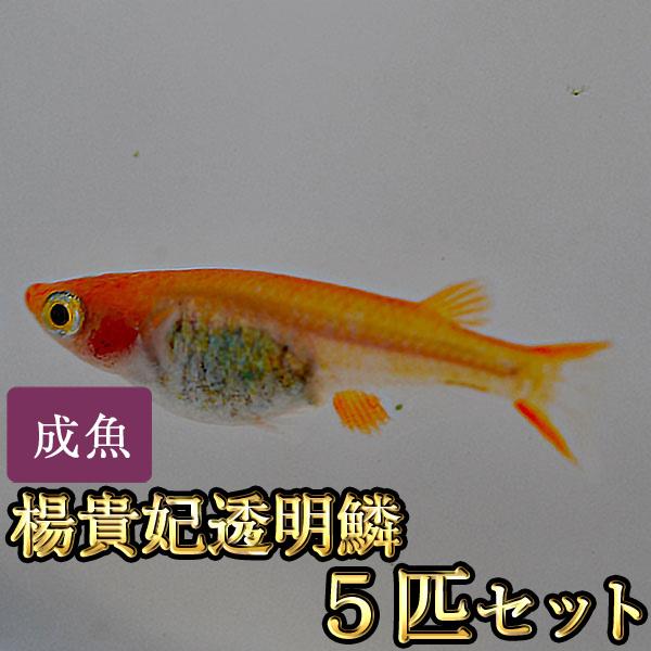 メダカ / 楊貴妃透明鱗めだか 5匹セット
