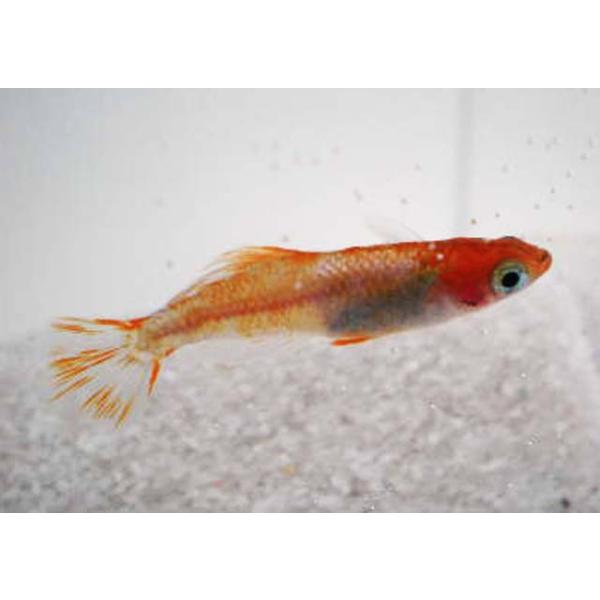 メダカ / 楊貴妃透明鱗ホタル（ヒカリ）めだか 未選別 稚魚 SS-Sサイズ 10匹セット