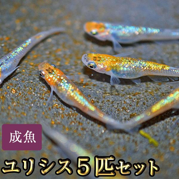 メダカ / ユリシスめだか 5匹セット