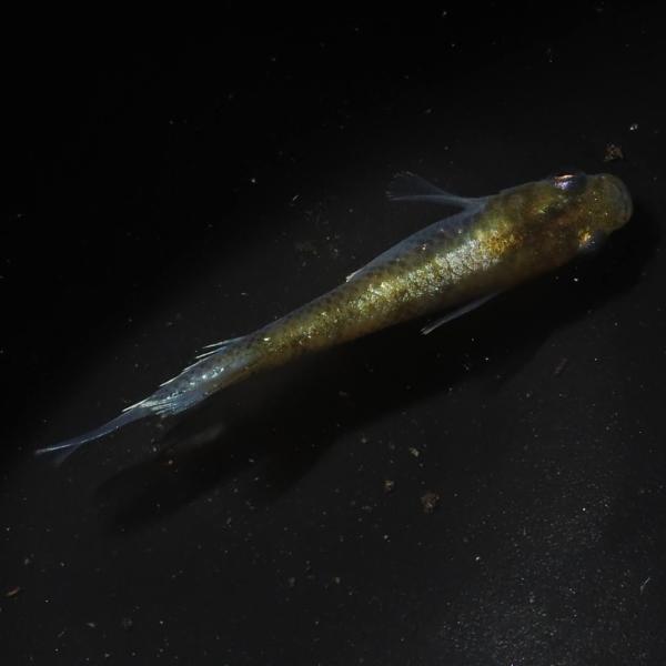 花魁advance 1ペア メダカ : メダカ屋えん - 通販 - Yahoo!ショッピング