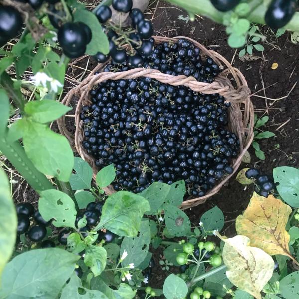 【今シーズンの販売は終了いたしました】たくさんのご注文ありがとうございました。来年もまた美味しい状態でお届けできるよう育ててまいります。●農薬・化学肥料は一切使用なし、安心安全な自然栽培で育てた完熟のガーデンハックルベリーです。●ガーデンハ...