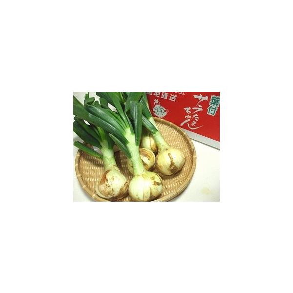 [Release date: February 2, 2026]辛みが少なく水にさらさなくても生でそのまま食べられる、ブランド玉ねぎ「サラたまちゃん」 生産者全員がエコファーマー認証を取得し、除草剤の使用禁止や化学農薬、化学肥料を県の慣行レ...