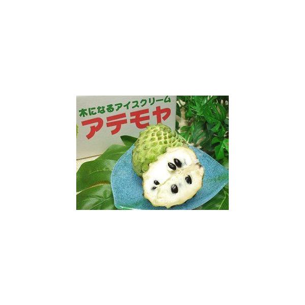 アンデス原産で世界三大美果の一つでもある「チェリモヤ」と「バンレイシ（シュガーアップル）」の交配種で、両者の名前を取り「アテモヤ」と名付けられた熱帯フルーツ。「木になるアイスクリーム」とも呼ばれる様に、その糖度は２０〜２５度と他の果物に比べ...