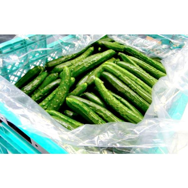 オーラーパック 野菜鮮度保持袋 オーラパック 大袋7663 規格品 500枚入 : 株式