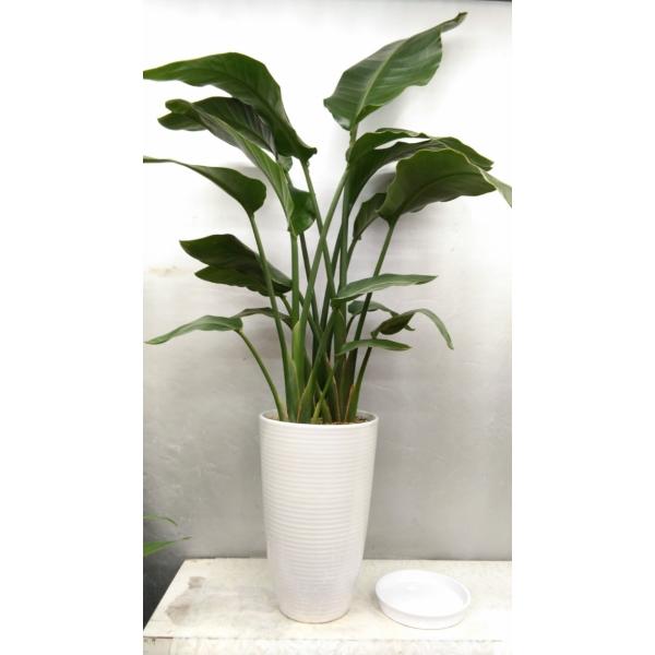 徳島市周辺へのみ　６０００円【税、送料込み６６００円】で商品をお届け