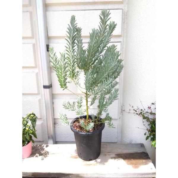 ＊人気のアカシア　ブルーブッシュ（コベニー）　7号鉢植え　鉢底から高さ65ｃｍ　（1鉢の価格）