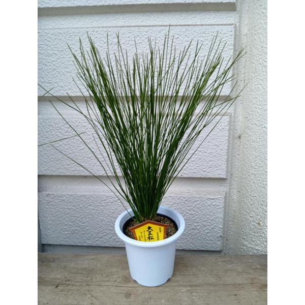 ＊葉が長い松　大王松　　【花言葉は不老長寿】・4号鉢　1本植え・鉢底から高さ　3５〜40ｃｍ　大きくなるともっと葉が長くなりますが、　　　　　