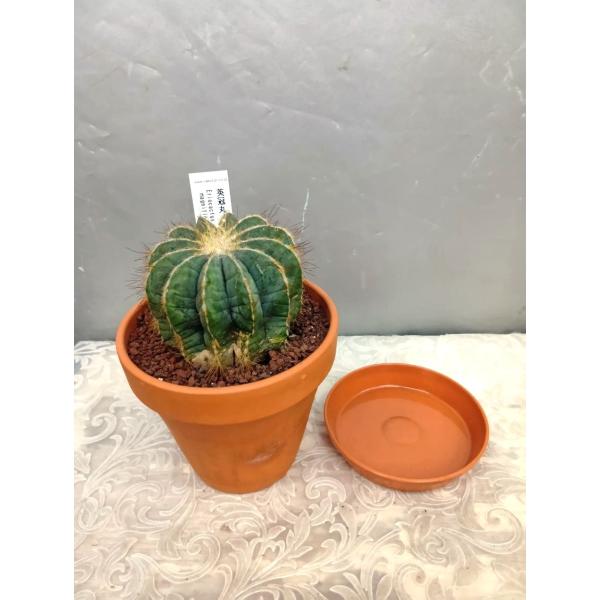 サボテン・英冠丸・素焼き鉢植え（鉢底より高さ：17cm） : お花屋