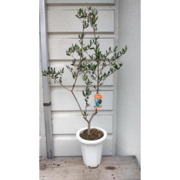 植木 盆栽 オリーブの木の人気商品 通販 価格比較 価格 Com