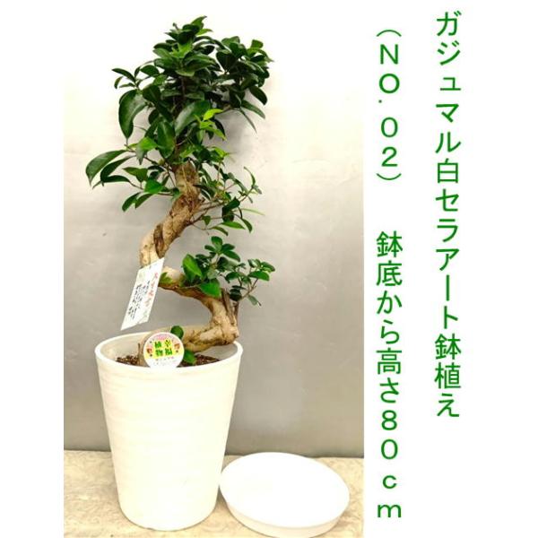 幸福が宿る木・ガジュマル S字仕立て古木風70~80cm 受け皿付き