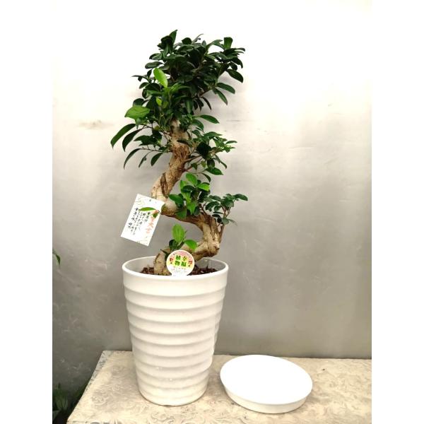 幸福が宿る木・ガジュマル　陶器植え　S字仕立て７8〜８２ｃｍ　受け皿付き【贈り物・御祝などに】