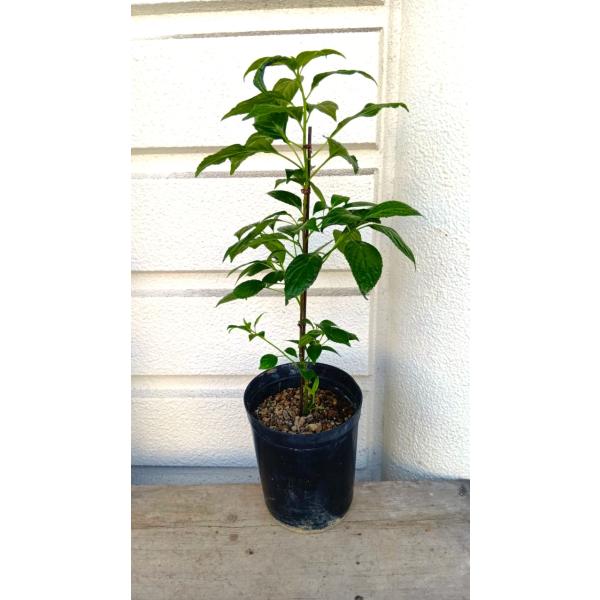 ハナイカダ（花筏）現品売り・鉢底からの高さ６５ｃｍ　６号苗用プラ鉢植え　