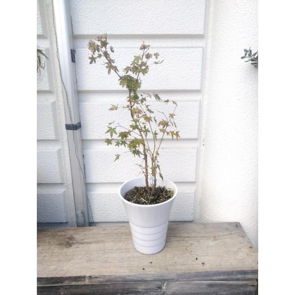いろはモミジ 陶器鉢植え 鉢底から高さ８０ １００ｃｍ Buyee Servis Zakupok Tretim Licom Buyee Pokupajte Iz Yaponii