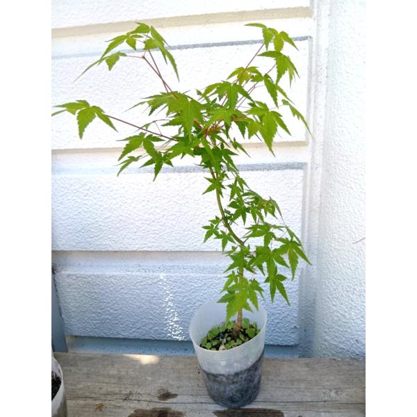いろはモミジ苗・４号長ポット３５〜４０ｃｍ　１本植え（1個売り価格）
