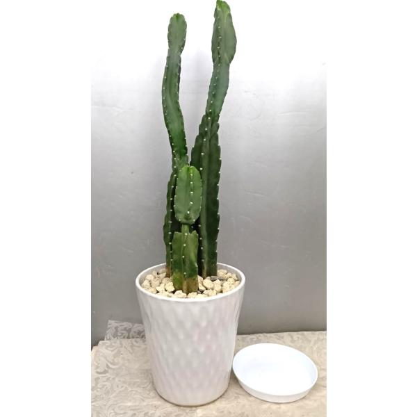 ＊トゲ無し柱サボテン３本立７8cm・鬼面角（後ろに少し傷後・現品売り）　白陶器鉢植え・受け皿付