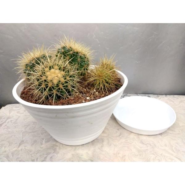 サボテン・金鯱(キンシャチ)白セラアート鉢植え 　受け皿付　現品売り