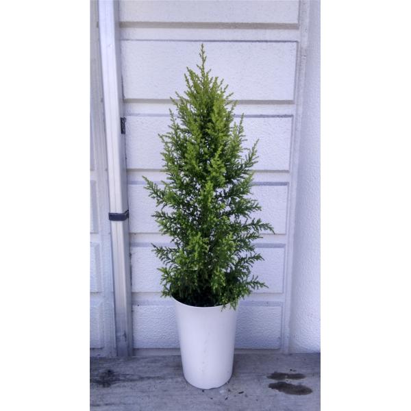 コニファー 鉢植えの人気商品 通販 価格比較 価格 Com