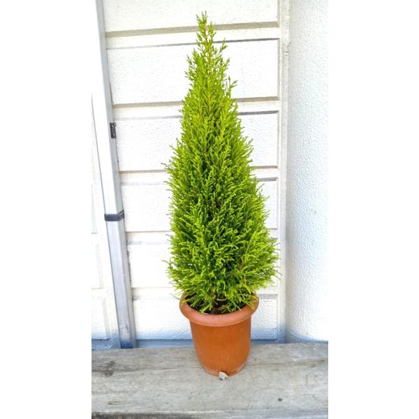 ゴールドクレスット【在庫処分価格】・ウイルマ7号茶鉢　先端まで９０ｃｍ（コニファー）1鉢の価格