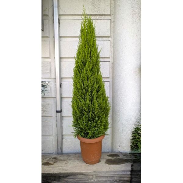 ゴールドクレスト・ウイルマ８号鉢　120~130ｃｍ【現品売り】（コニファー）
