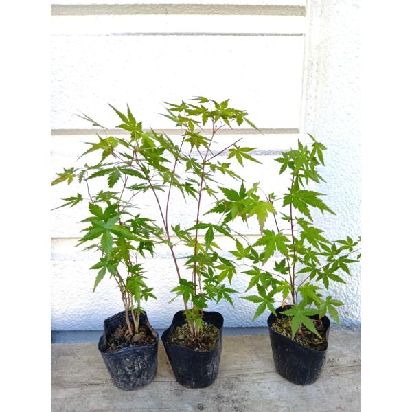 いろはモミジ苗 3号ポット5~6本植え・根元から高い苗で３０ｃｍ　