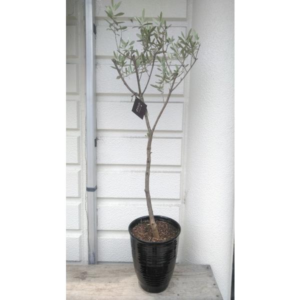 オリーブの木 在庫処分品 ネバディロブランコ 陶器鉢植え 現品売り １ｃｍ Buyee Buyee 提供一站式最全面最專業現地yahoo Japan拍賣代bid代拍代購服務 Bot Online