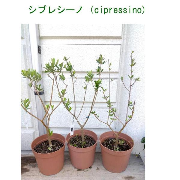 オリーブの木　シプレシーノ　高さ約1.5m 鉢底から 楽天市場】◎現品発送◎【常緑樹:オリーブの木 シプレシーノ 単