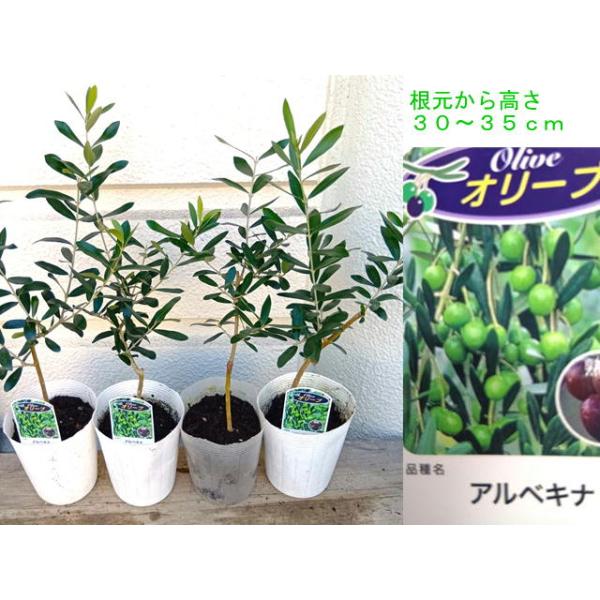 オリーブの木・４号長ポット苗木（根元から高さ30〜35）cm・品種選択