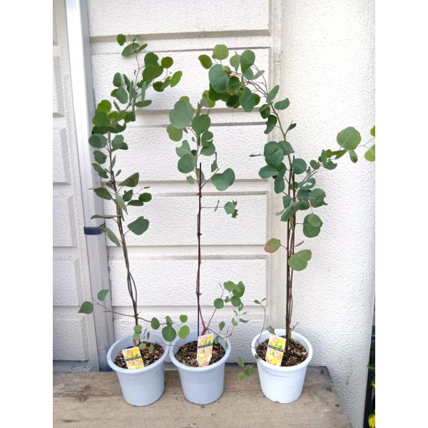 ＊ユーカリ・ポポラス（ポリアンセモス）5号鉢植え　鉢底から高さ７０〜８０ｃｍ位　（1個の値段です）
