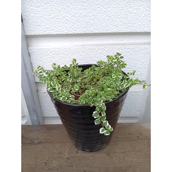 ＊プミラ（陶器植え）　黒陶器（直径　２３ｃｍ・Ｈ＝23,5cm)、高さ：２５〜３０cm　■葉の色合いについて＊お届けの時期によりましては、色合い伸び方が多少異なります。＊冬場時期には葉が全体的に紅葉します。＊時期によりましては新芽の白・黄金...