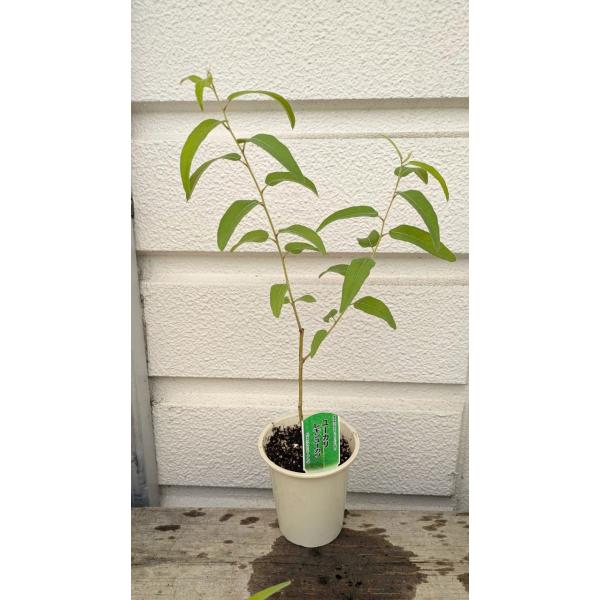 ■レモンユーカリ　４号鉢植え（フトモモ科・ユーカリ属）（オーストラリア原産）写真は　９月中旬の撮影です。＊商品情報この香り。私には幸せな感じの良い香りがします。日当たりと水はけの良い場所を好みます。乾燥に強く、加湿を嫌います。乾かし気味に管...