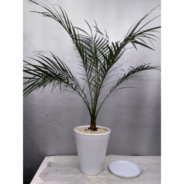 観葉植物 フェニックスロベレニーの人気商品 通販 価格比較 価格 Com